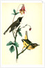 Black-throated Blue Wood-Warbler by John James Audubon