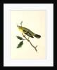 Blue-Mountain Warbler. Male by John James Audubon