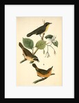 Maryland Ground-Warbler by John James Audubon