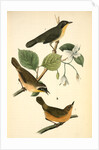 Maryland Ground-Warbler by John James Audubon