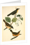 Maryland Ground-Warbler by John James Audubon