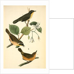 Maryland Ground-Warbler by John James Audubon