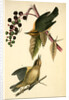 Worm-eating Swamp-Warbler by John James Audubon