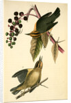 Worm-eating Swamp-Warbler by John James Audubon