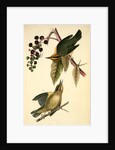 Worm-eating Swamp-Warbler by John James Audubon