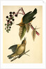 Worm-eating Swamp-Warbler by John James Audubon