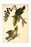 Worm-eating Swamp-Warbler by John James Audubon