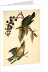 Worm-eating Swamp-Warbler by John James Audubon