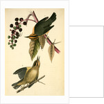 Worm-eating Swamp-Warbler by John James Audubon