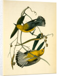 Prothonotary Swamp-Warbler by John James Audubon