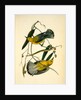 Prothonotary Swamp-Warbler by John James Audubon