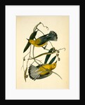 Prothonotary Swamp-Warbler by John James Audubon