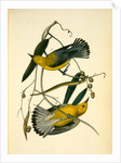 Prothonotary Swamp-Warbler by John James Audubon
