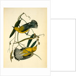 Prothonotary Swamp-Warbler by John James Audubon