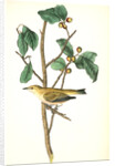 Tennessee Swamp-Warbler. Male. (Ilex laxyflora.) by John James Audubon