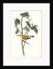Tennessee Swamp-Warbler. Male. (Ilex laxyflora.) by John James Audubon