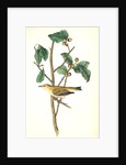 Tennessee Swamp-Warbler. Male. (Ilex laxyflora.) by John James Audubon