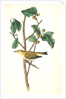 Tennessee Swamp-Warbler. Male. (Ilex laxyflora.) by John James Audubon