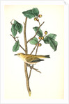 Tennessee Swamp-Warbler. Male. (Ilex laxyflora.) by John James Audubon