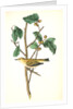 Tennessee Swamp-Warbler. Male. (Ilex laxyflora.) by John James Audubon