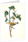 Tennessee Swamp-Warbler. Male. (Ilex laxyflora.) by John James Audubon