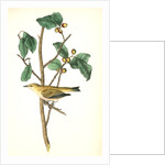 Tennessee Swamp-Warbler. Male. (Ilex laxyflora.) by John James Audubon