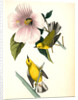 Blue-winged Yellow Swamp-Warbler by John James Audubon