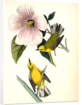 Blue-winged Yellow Swamp-Warbler by John James Audubon