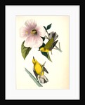 Blue-winged Yellow Swamp-Warbler by John James Audubon