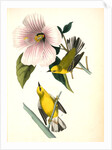 Blue-winged Yellow Swamp-Warbler by John James Audubon