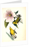 Blue-winged Yellow Swamp-Warbler by John James Audubon