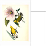 Blue-winged Yellow Swamp-Warbler by John James Audubon