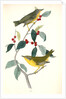Nashville Swamp-Warbler by John James Audubon
