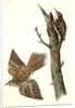 Brown Tree-creeper by John James Audubon