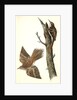 Brown Tree-creeper by John James Audubon