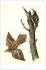 Brown Tree-creeper by John James Audubon