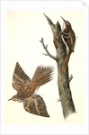 Brown Tree-creeper by John James Audubon