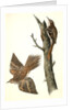 Brown Tree-creeper by John James Audubon