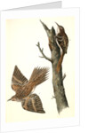 Brown Tree-creeper by John James Audubon