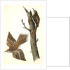 Brown Tree-creeper by John James Audubon
