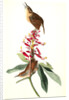 Great Carolina Wren by John James Audubon