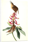 Great Carolina Wren by John James Audubon
