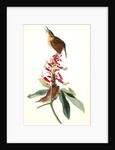 Great Carolina Wren by John James Audubon