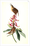 Great Carolina Wren by John James Audubon