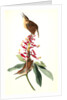 Great Carolina Wren by John James Audubon