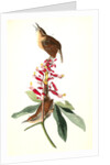 Great Carolina Wren by John James Audubon