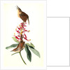 Great Carolina Wren by John James Audubon