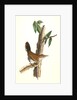 Bewick's Wren. Male. (Iron-wood Tree) by John James Audubon