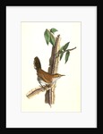 Bewick's Wren. Male. (Iron-wood Tree) by John James Audubon