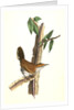 Bewick's Wren. Male. (Iron-wood Tree) by John James Audubon